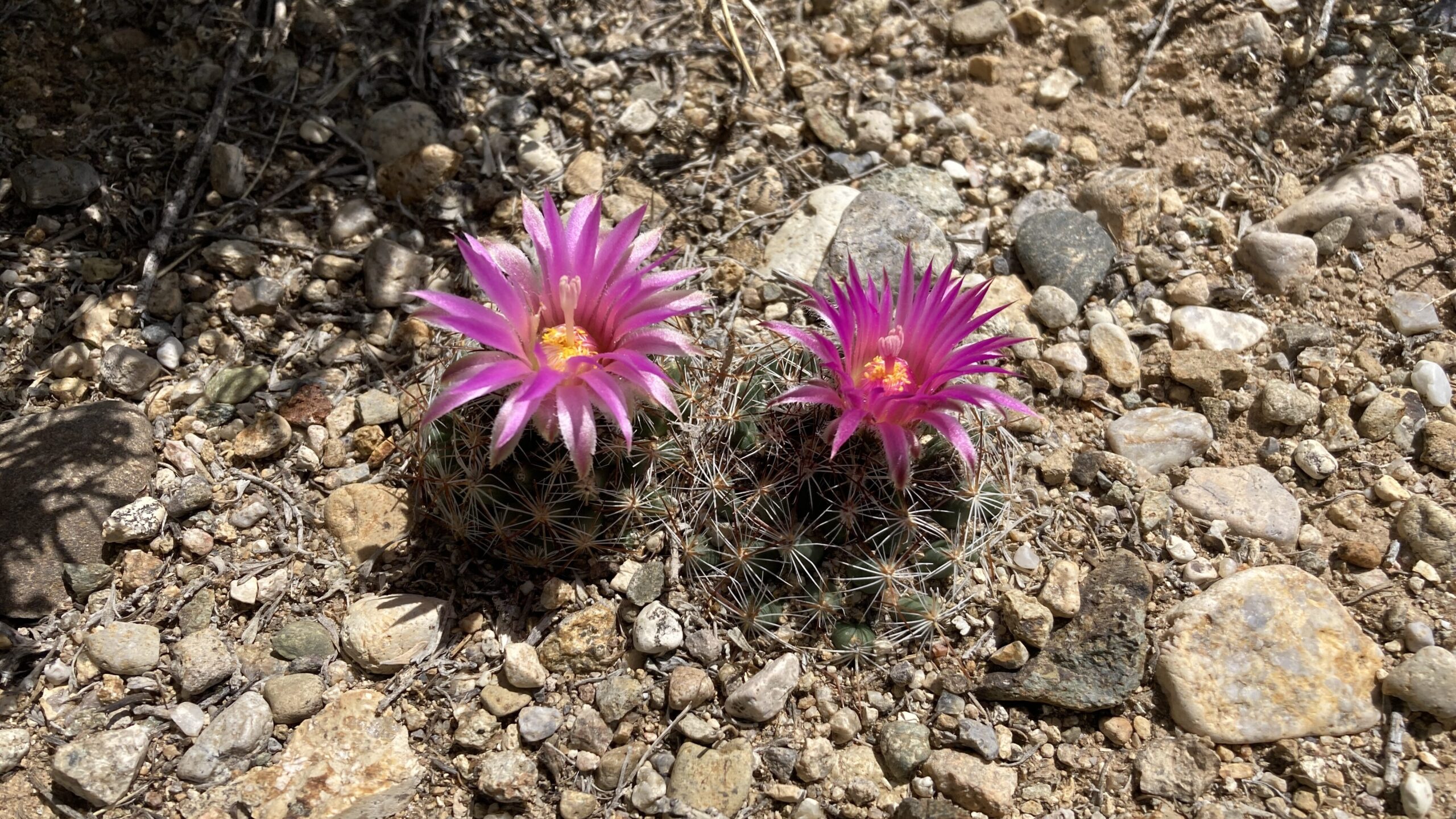 Pelecyphora vivipara, late June 2025, Taos County, New Mexico